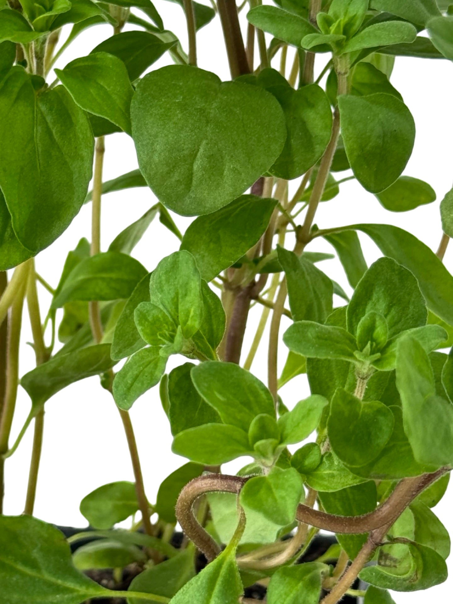 Marjoram 'Sweet' - Herbs and Vegetables
