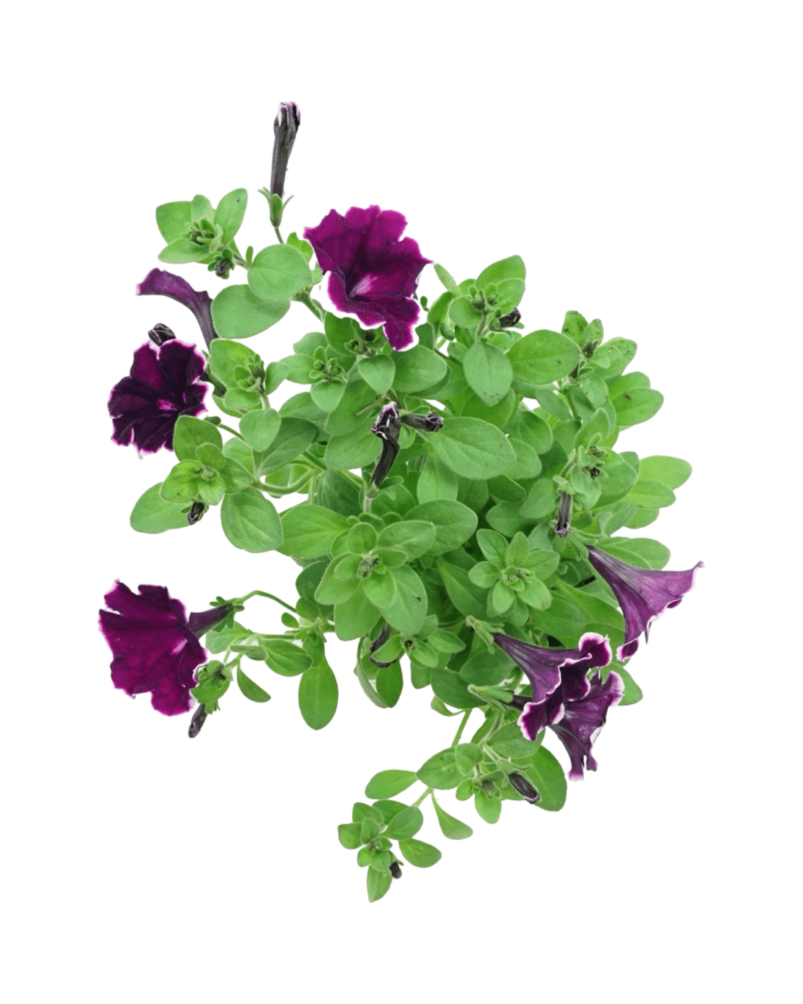 Petunia 'Painted Love™ Purple' - The Garden Corner
