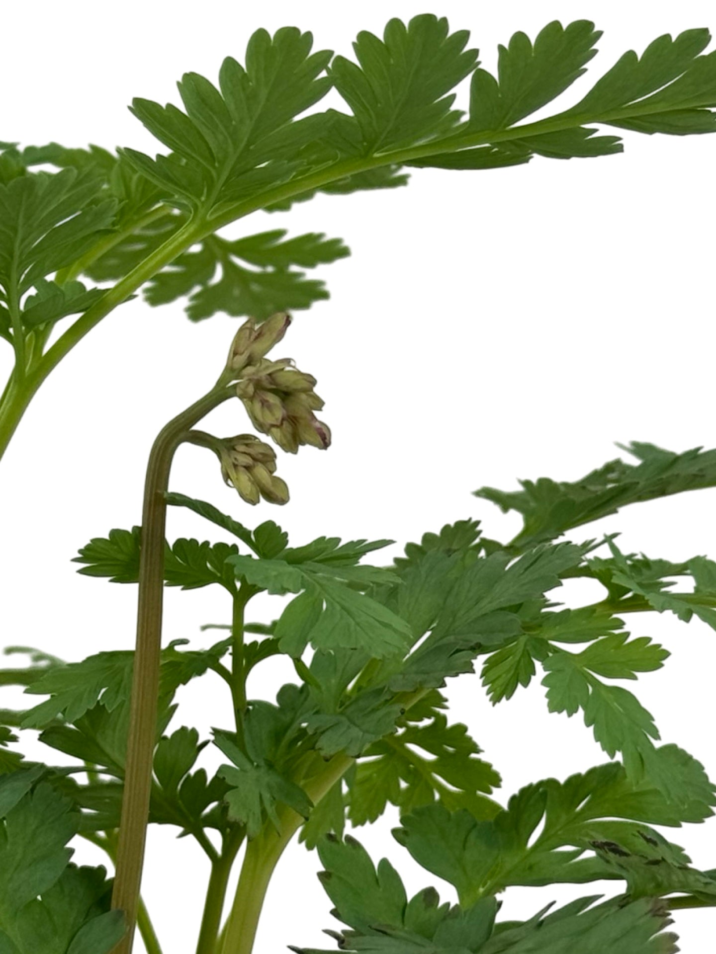 Dicentra formosa 'Luxuriant' - Perennials