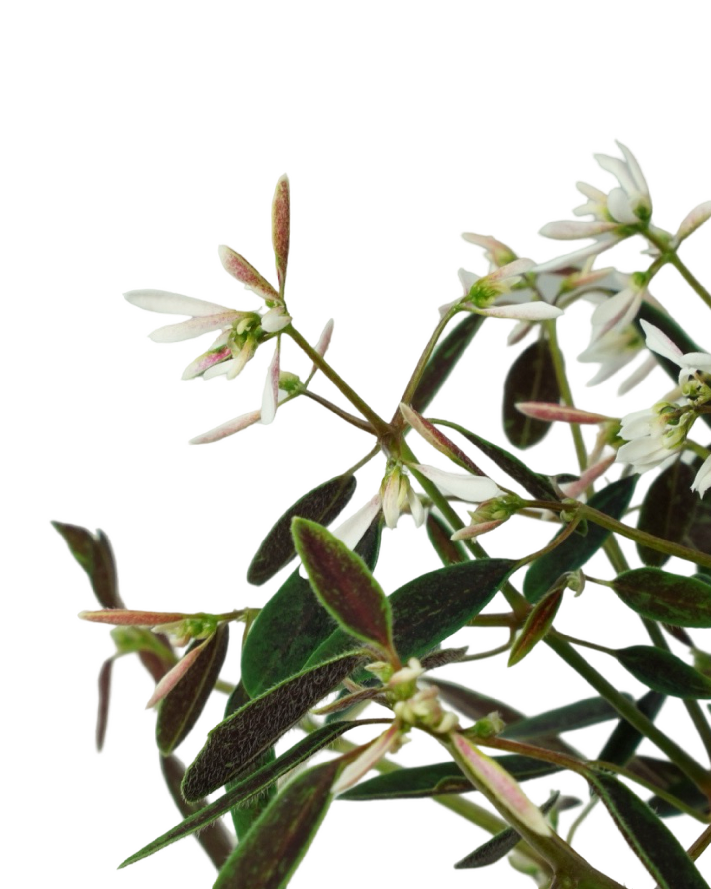Euphorbia Breathless® ‘Blush’