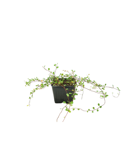 Muehlenbeckia complexa
