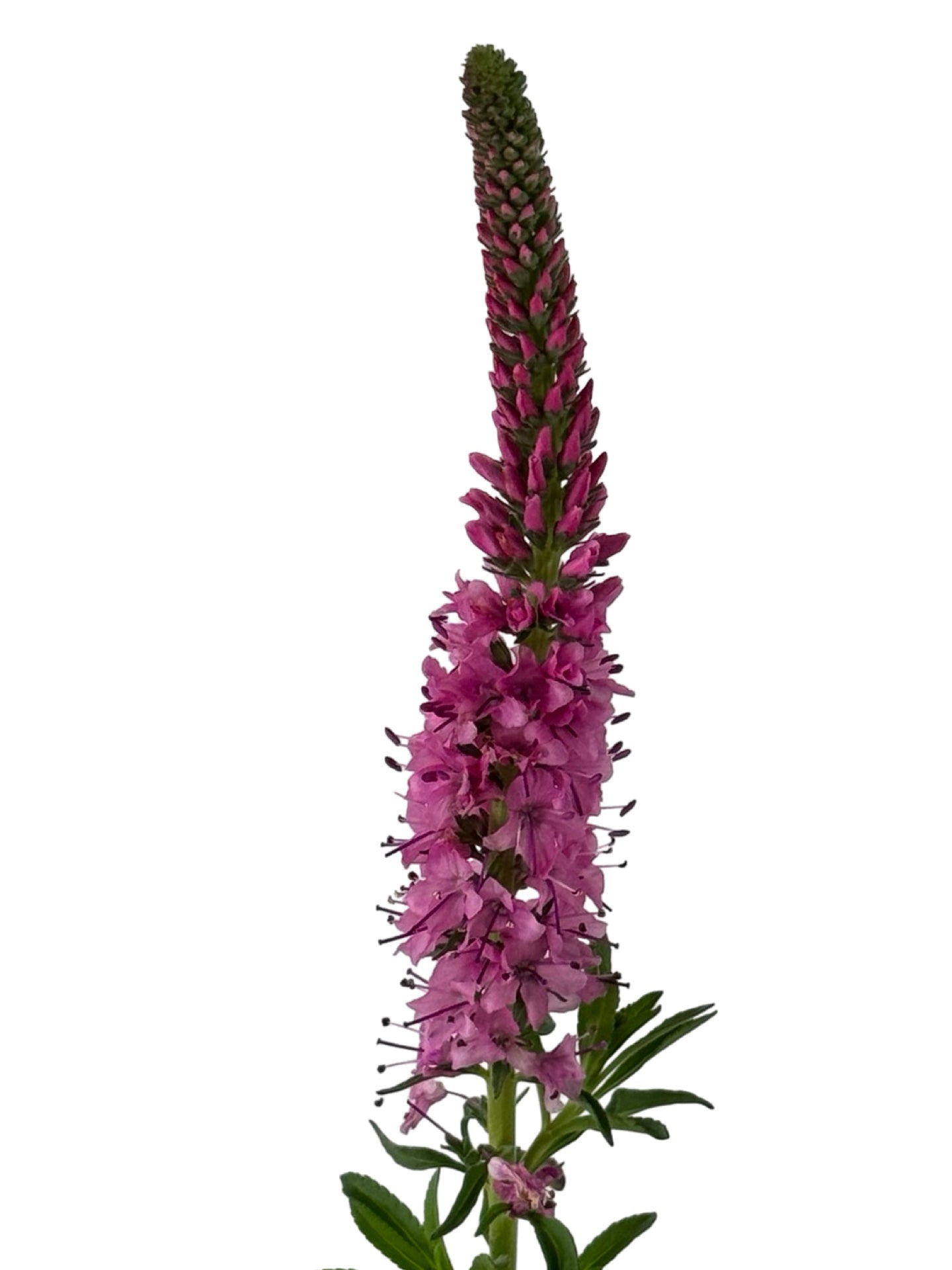 Veronica spicata 'Giles Van Hees' - Perennials