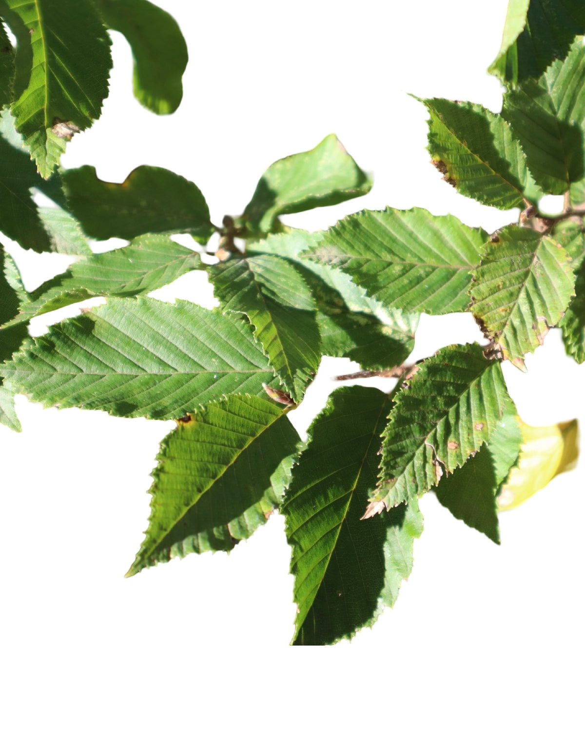 Carpinus betulus 'Fastigiata' - Trees