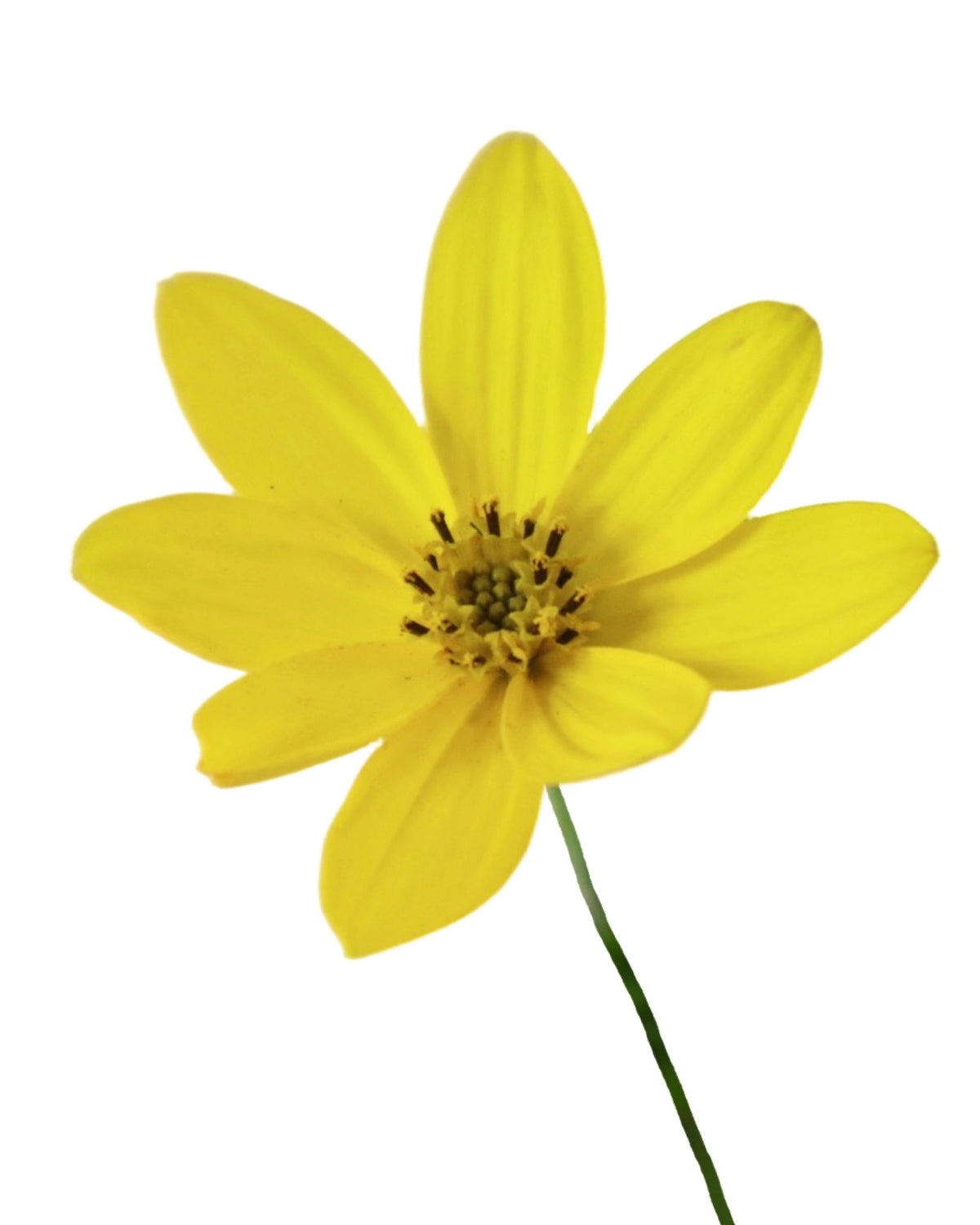 Coreopsis verticilliata 'Zagreb' - Perennials