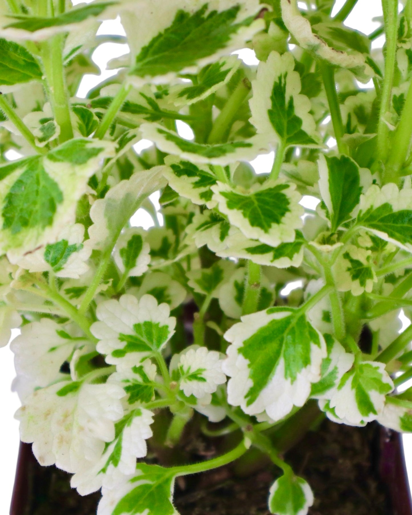 Plectranthus NOVA® ‘Brilliant’ - Annuals