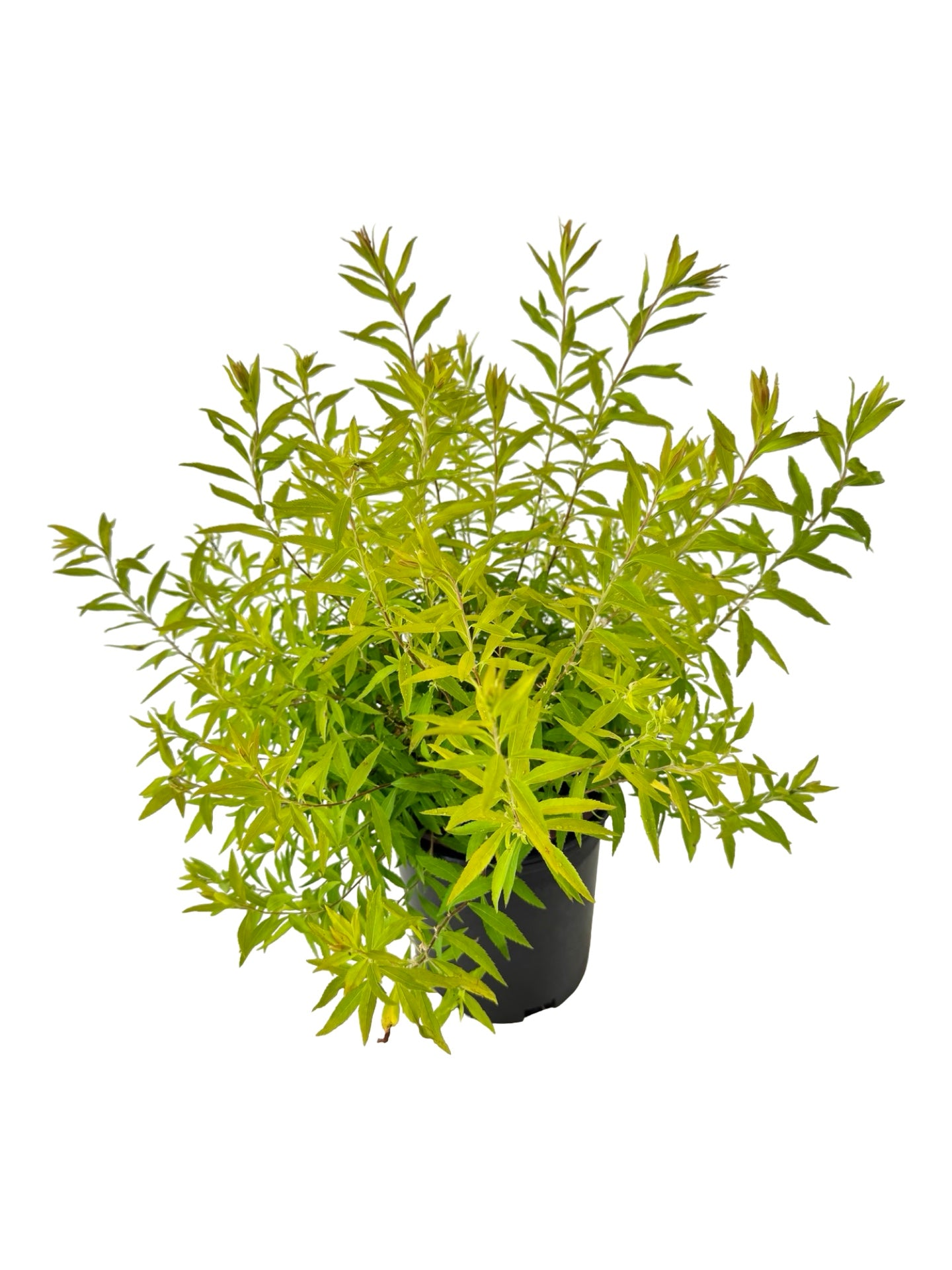 Spiraea thunbergii 'Ogon' - Shrubs