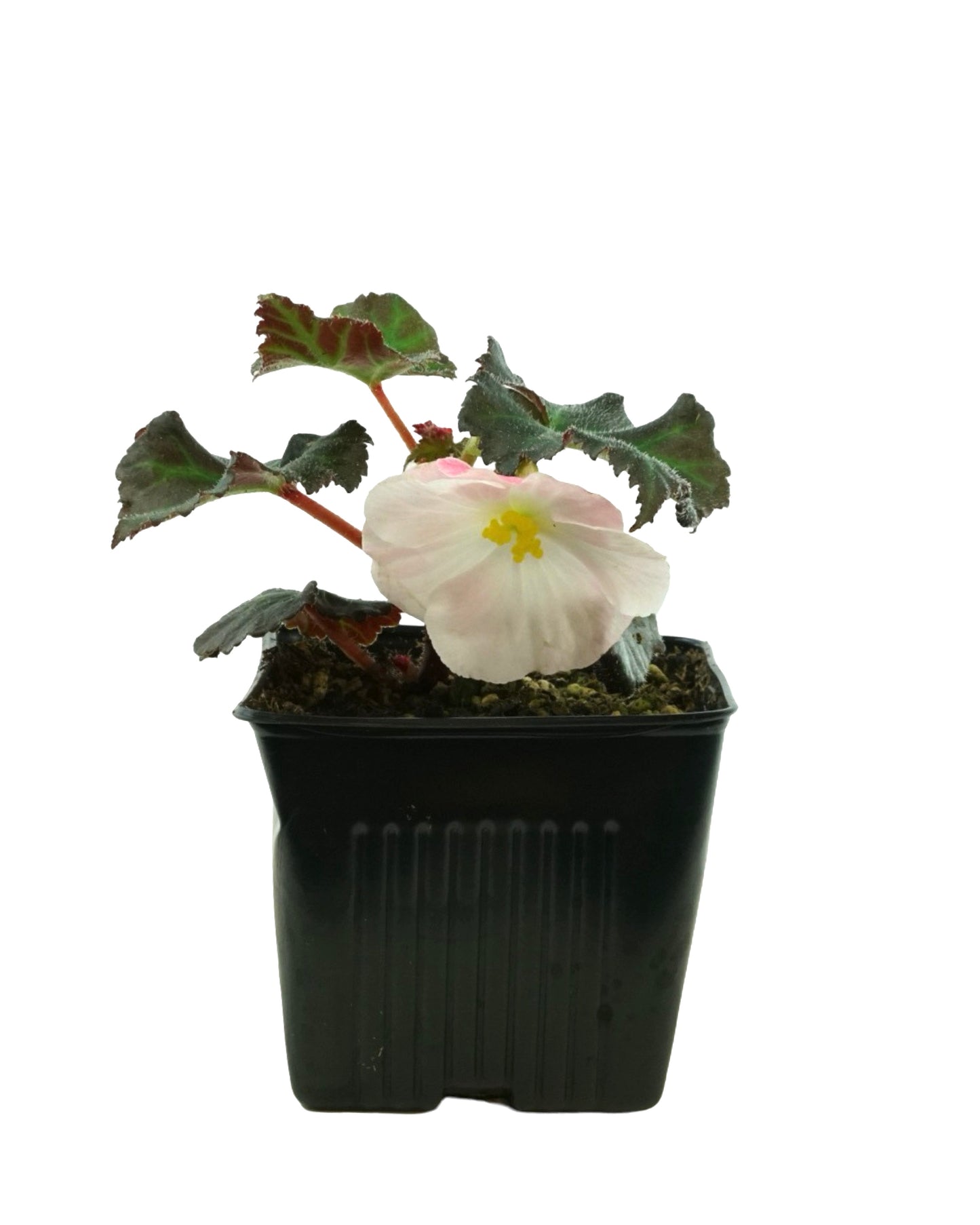 Begonia Nonstop Appleblossom - Annuals