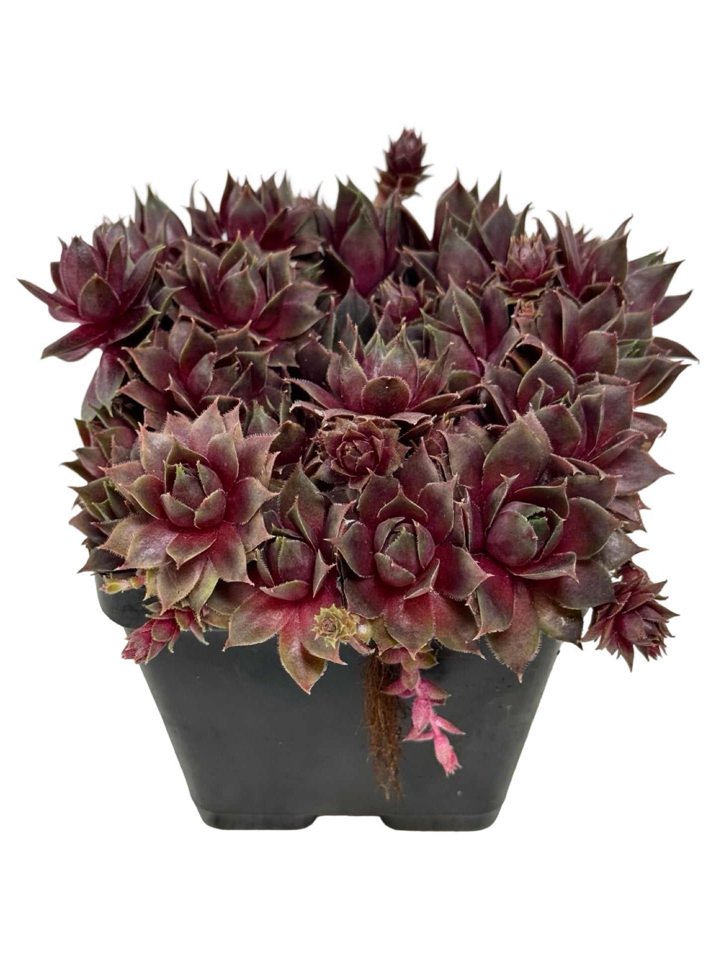 Sempervivum 'Silverine' - Groundcovers