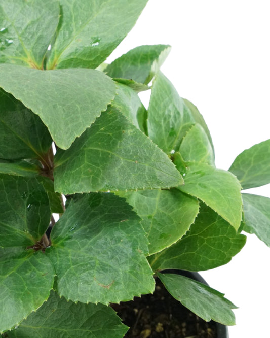 Helleborus Ice N Roses® 'Rosado' - Perennials