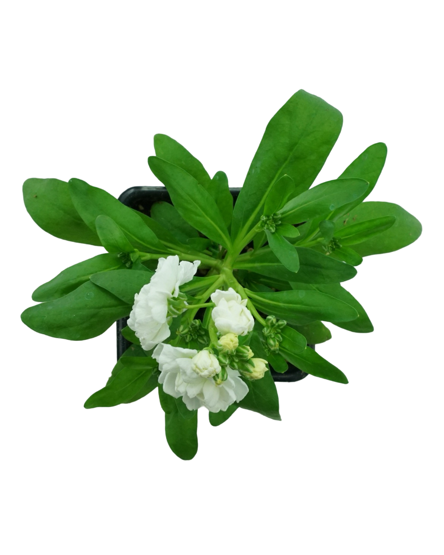 Stock Harmony Mix - Annuals