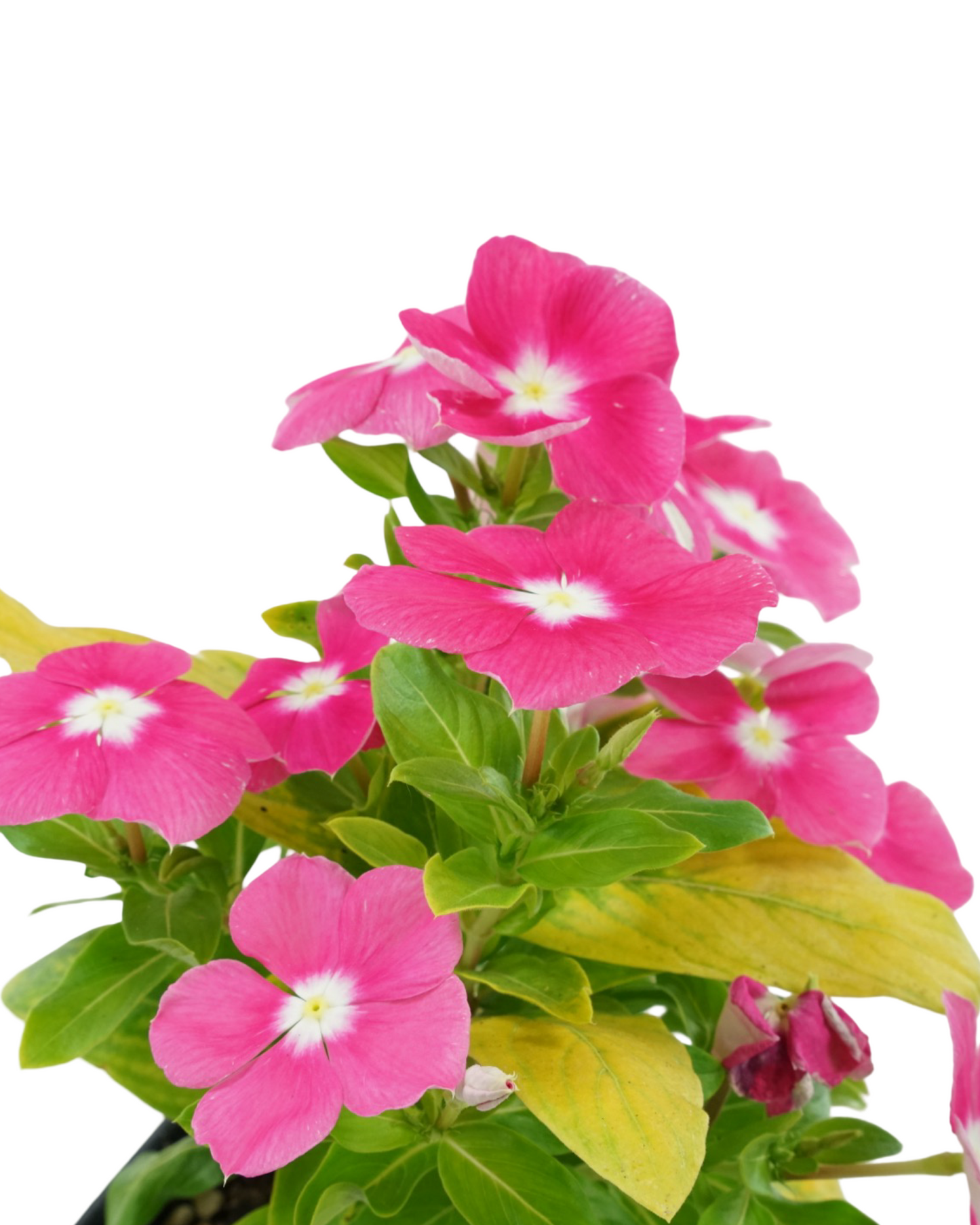 Vinca Cora XDR Mix - Annuals