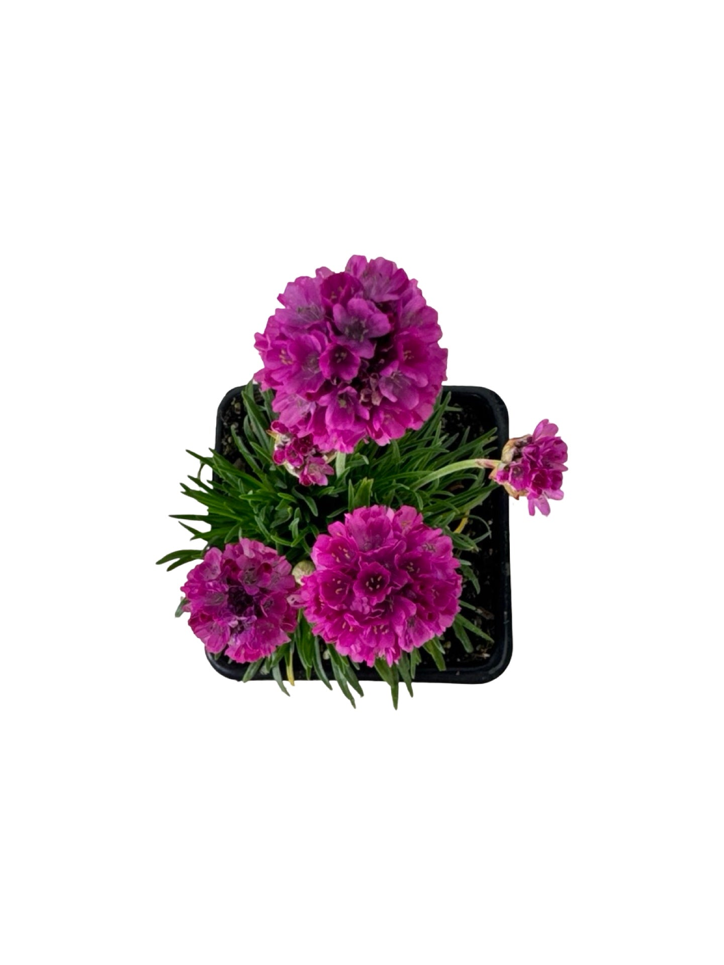 Armeria maritima 'Splendens' - Perennials