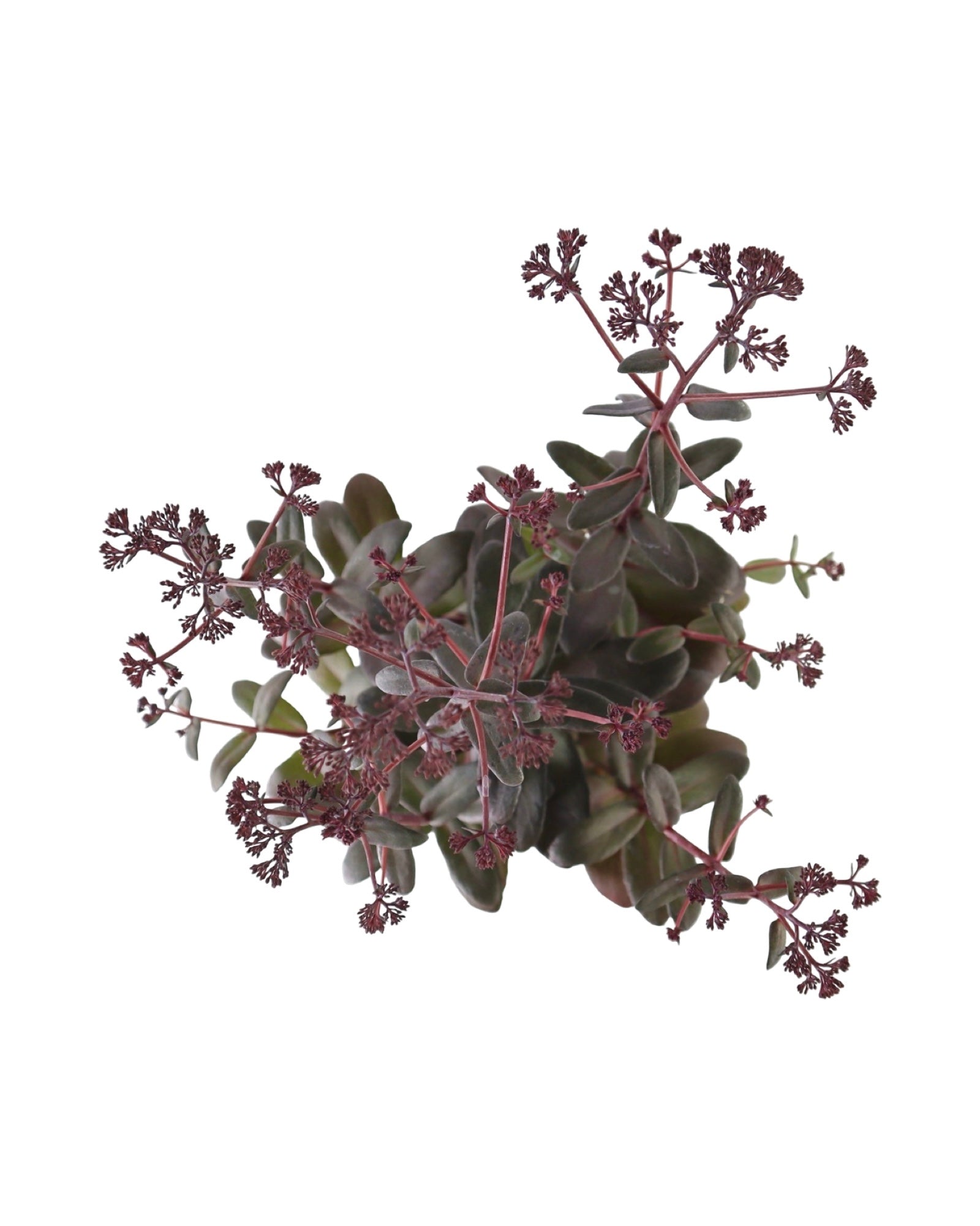 Sedum 'Desert Black' - Perennials