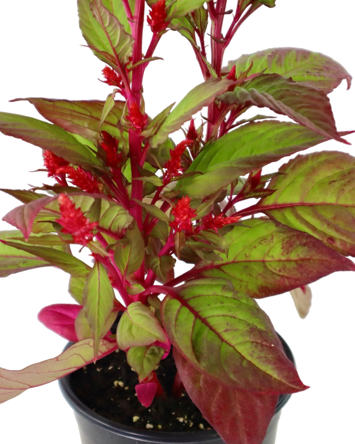 Celosia plumosa Bright Sparks™ Burgundy - Annuals