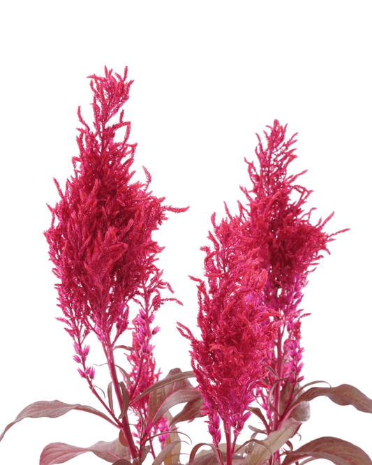 Celosia argentea plumosa 'Dragon's Breath' - The Garden Corner