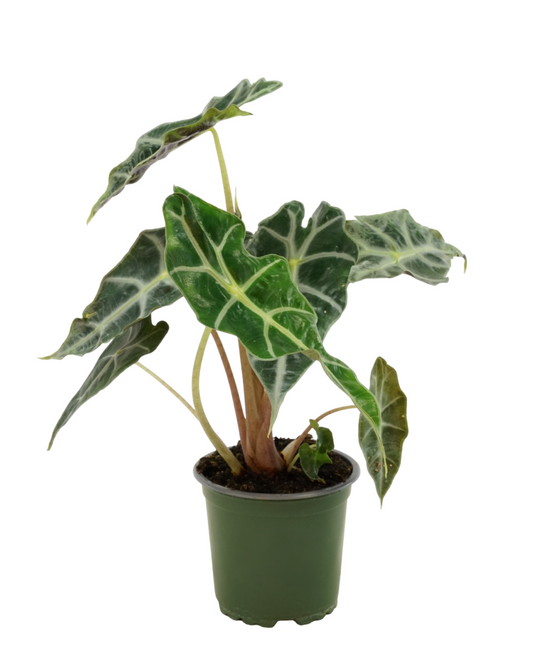 Alocasia amazonica