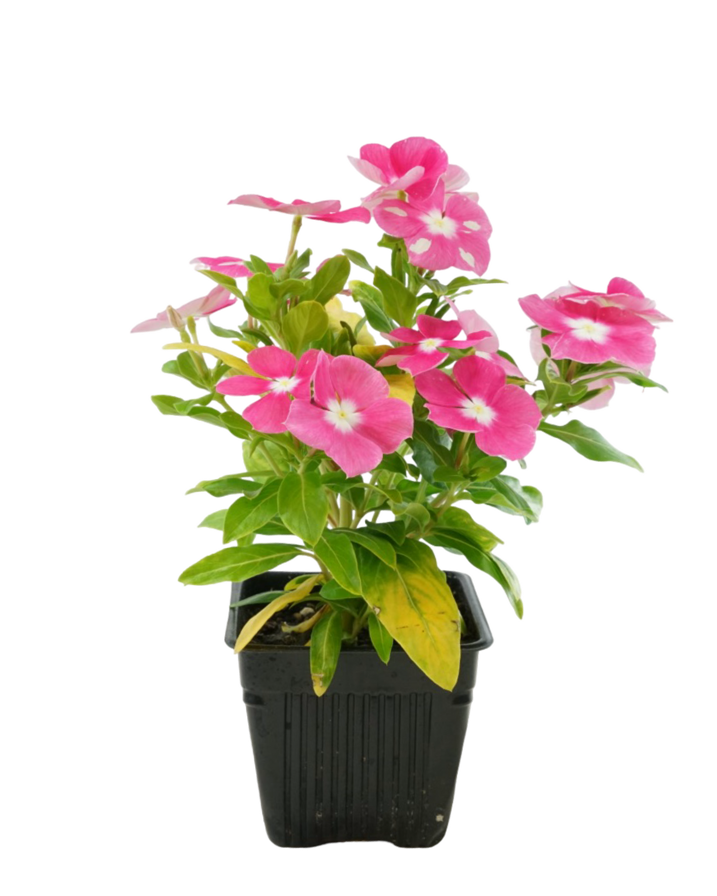 Vinca Cora XDR Mix - Annuals