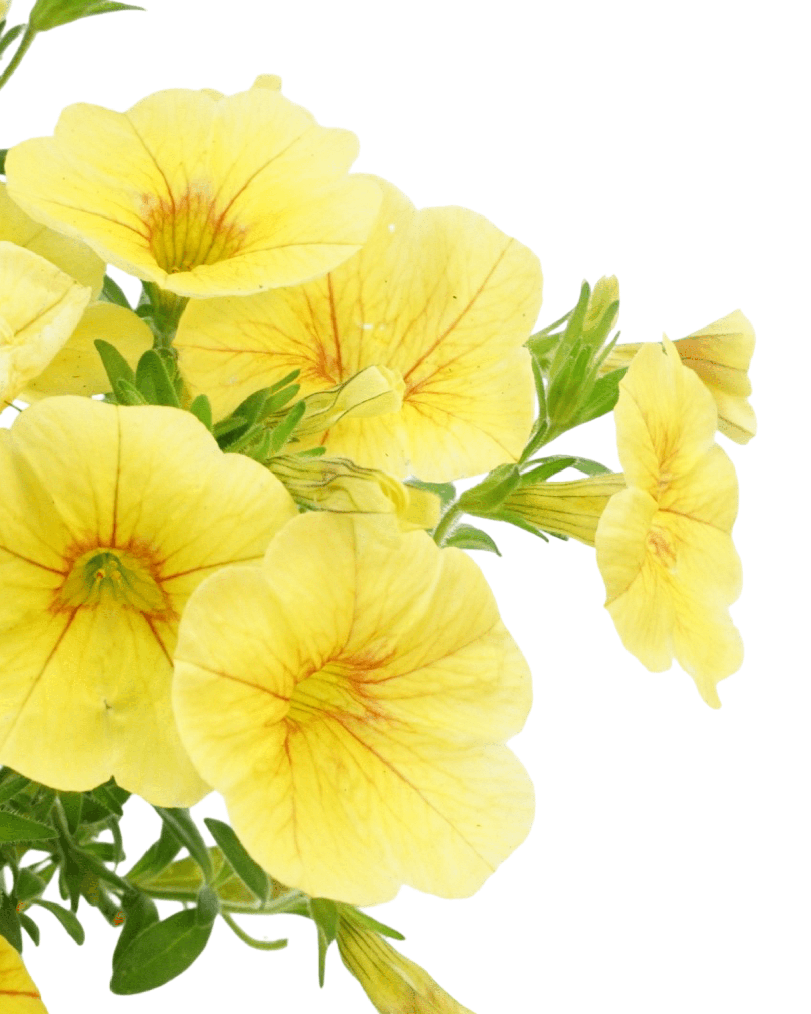 Calibrachoa Aloha Kona Honeycomb The Garden Corner Calibrachoa Aloha Kona Honeycomb The Garden Corner