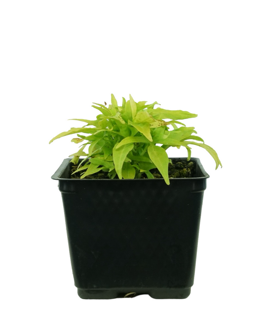 Ipomoea 'FloraMia Limon'