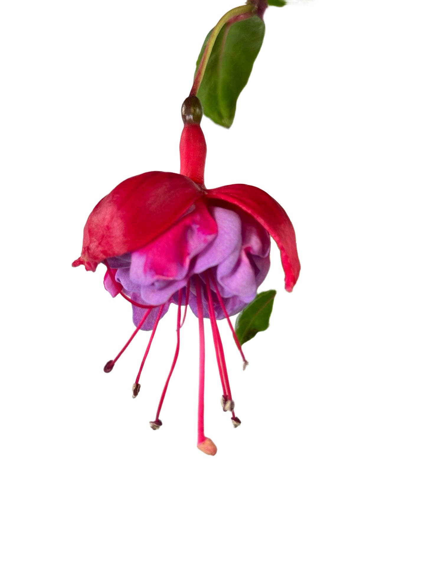 Fuchsia 'Blue Eyes' - Annuals