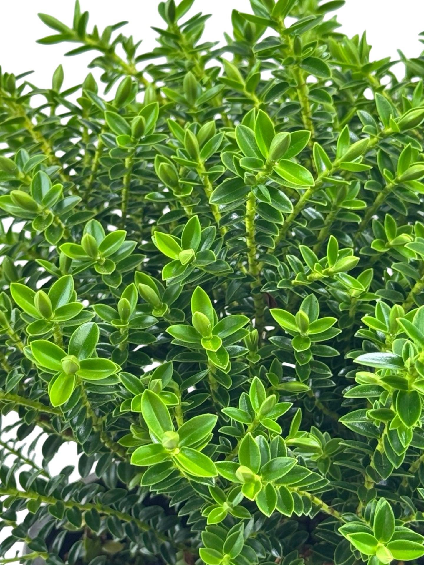 Hebe 'Imposter' - Shrubs