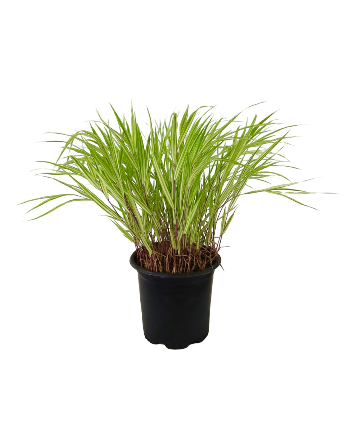 Hakonechloa macra 'Lime Zest' - Perennials