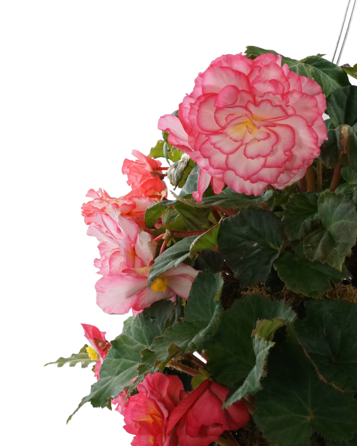 Moss Basket Nonstop Begonia