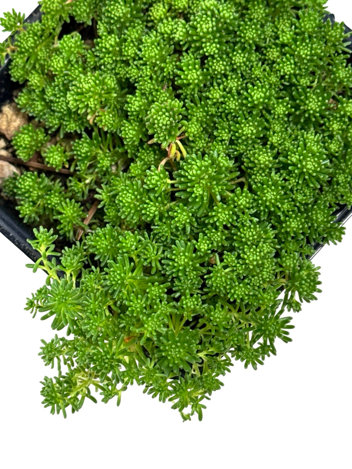 Sedum lydium - Groundcovers