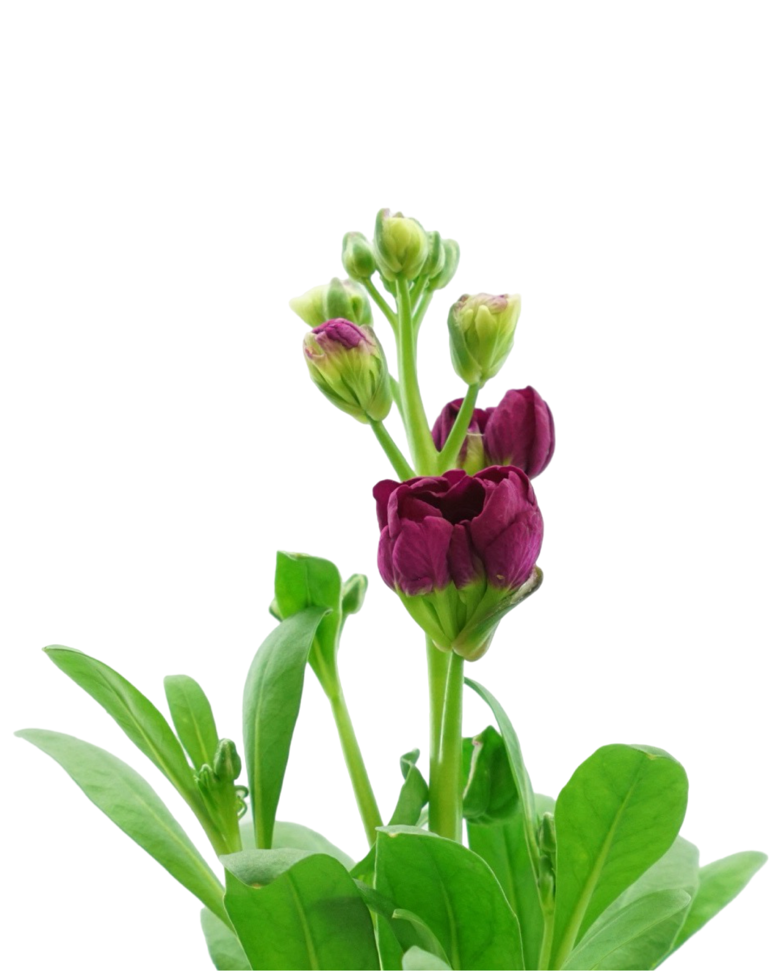 Stock Harmony Mix - Annuals