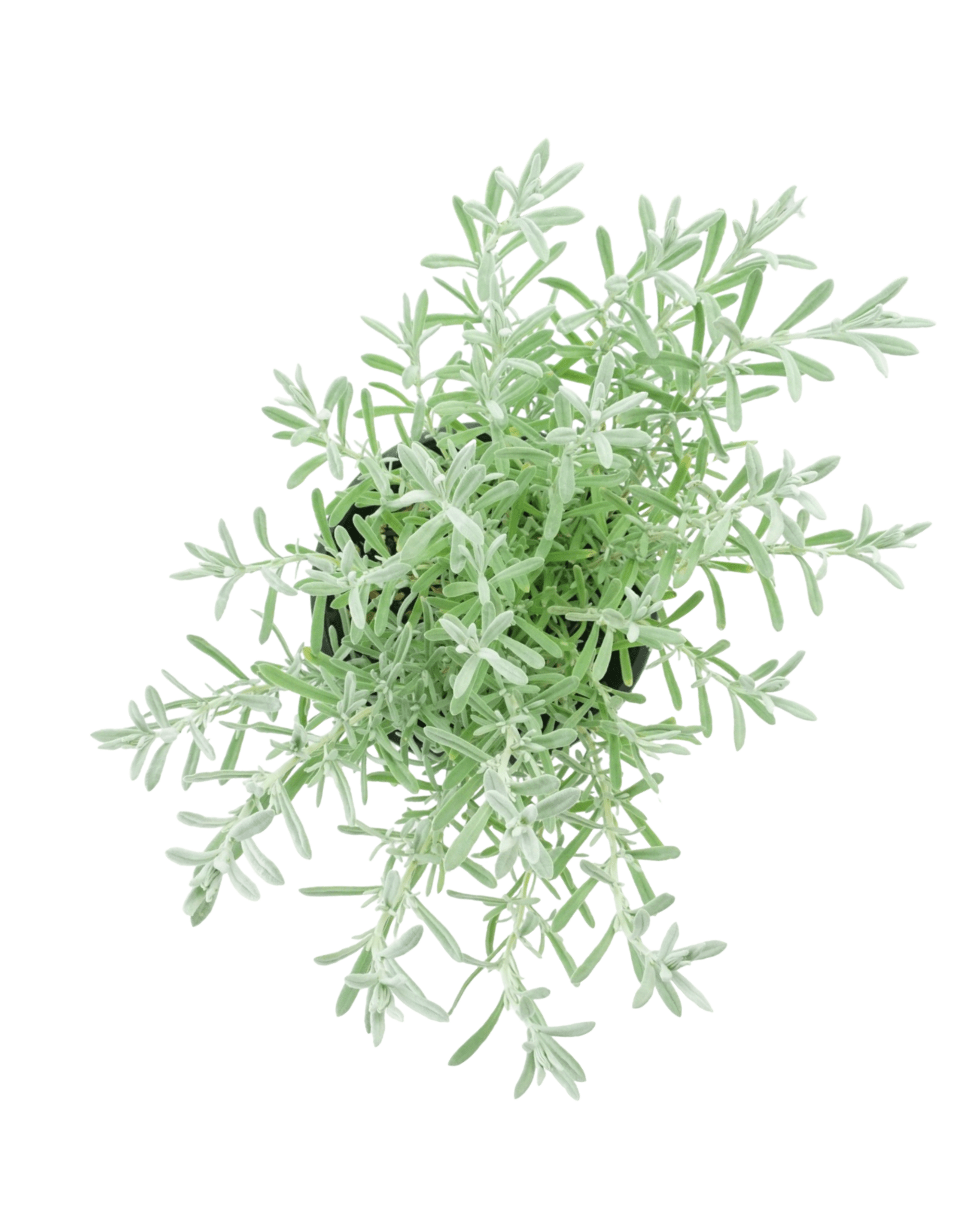 Lavandula s. 'Anouk Silver' - The Garden Corner