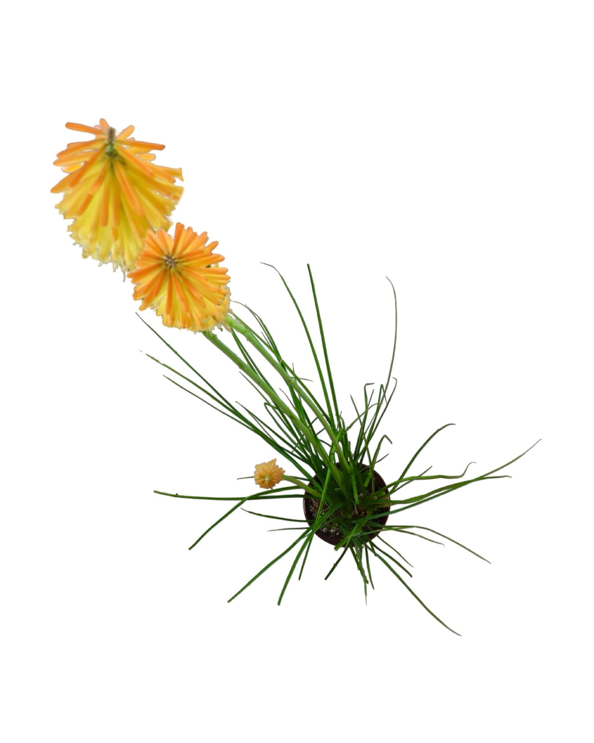 Kniphofia 'Mango Popsicle' - Perennials