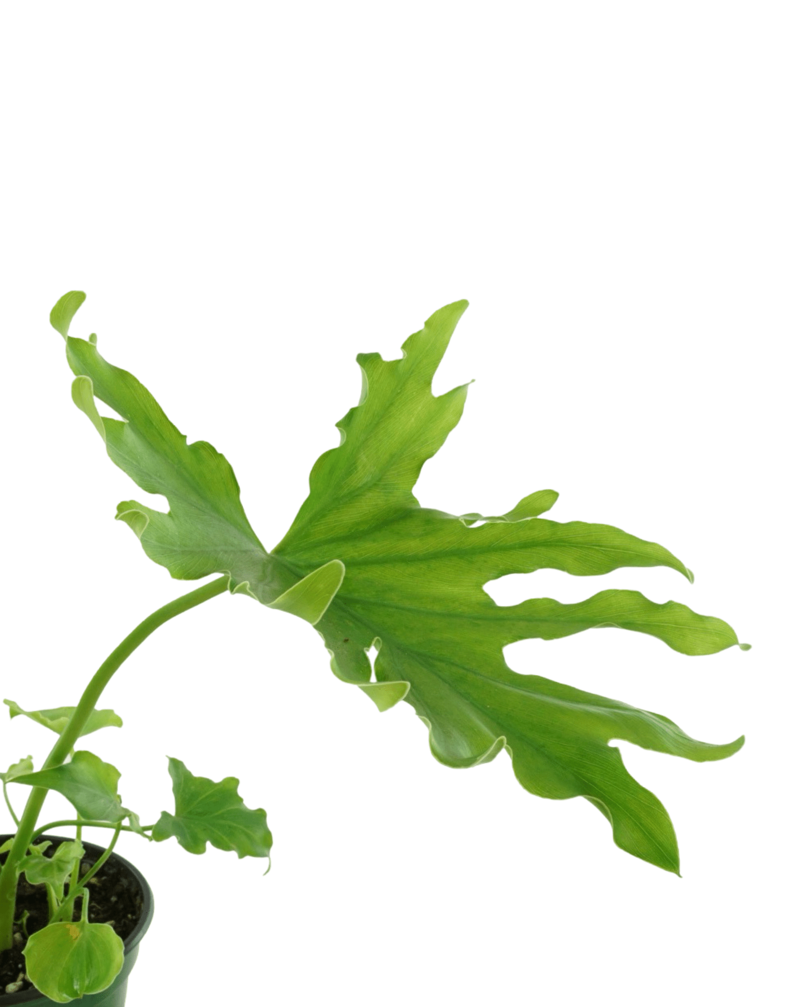 philodendron xanadu enzie Philodendron xanadu Enzie – The Garden Corner