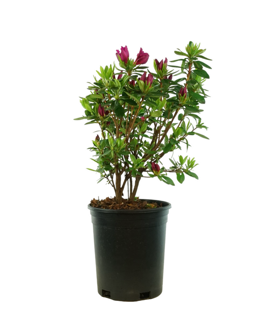Azalea x 'Girard's Fuchsia'