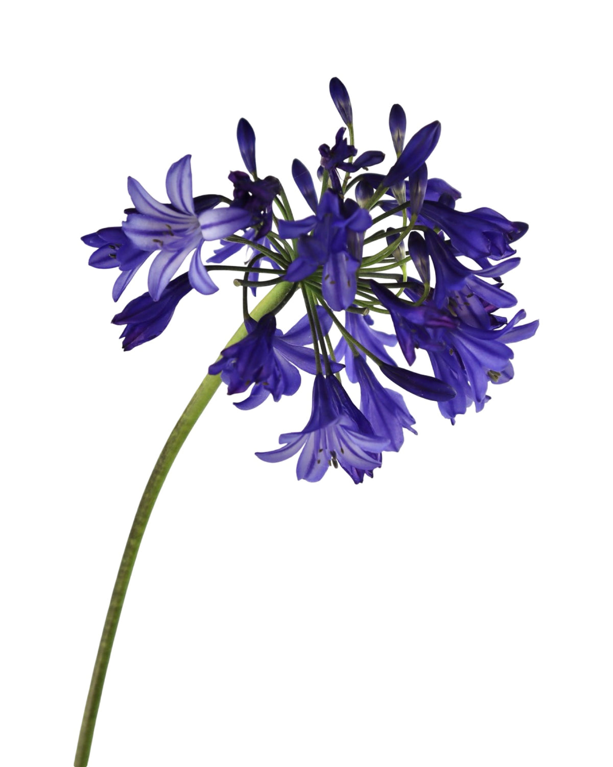 Agapanthus 'Northern Star' - Perennials