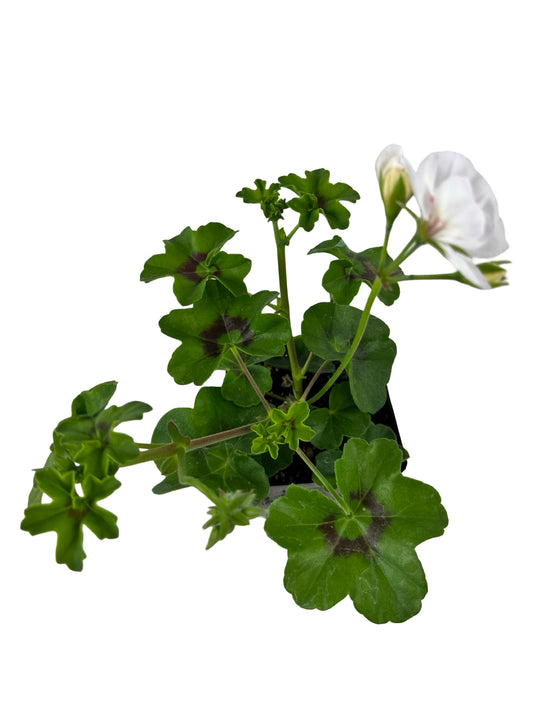 Ivy Geranium 'Ivy League White' - Annuals