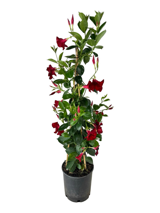Mandevilla Sundenia® 'Red Improved - Tropical Plants