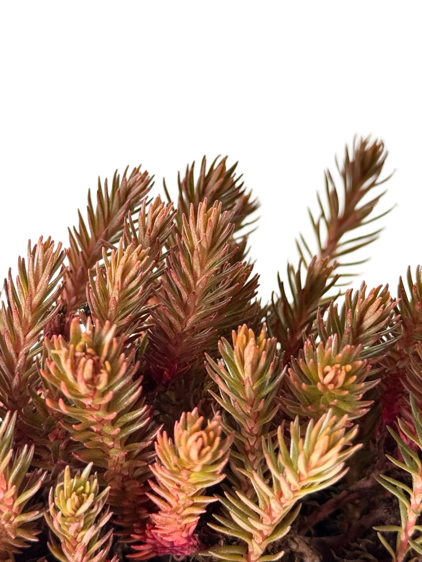 Sedum hakonense 'Chocolate Ball' - Perennials