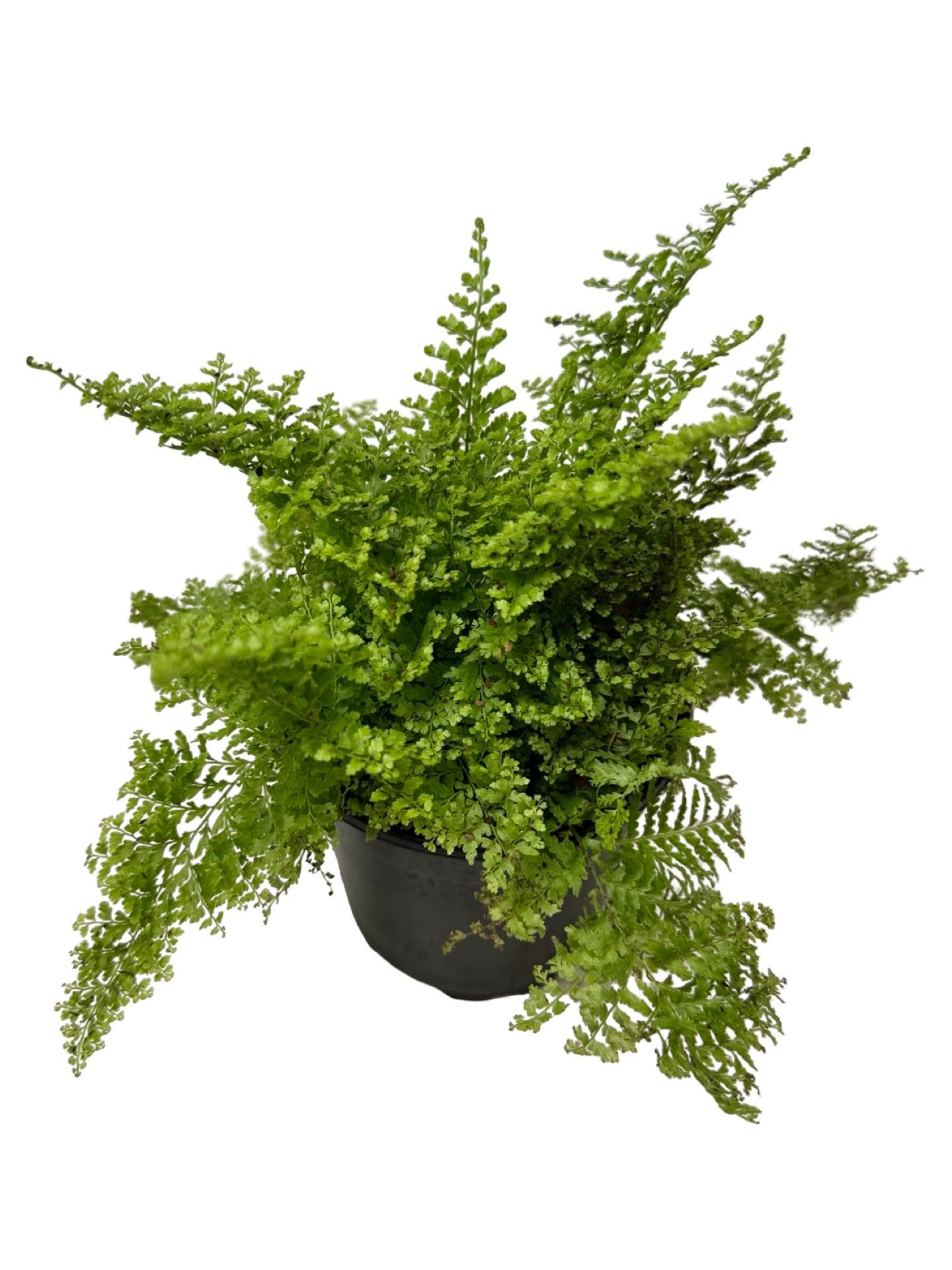 Nephrolepis exaltata 'Cotton Candy' - House Plants