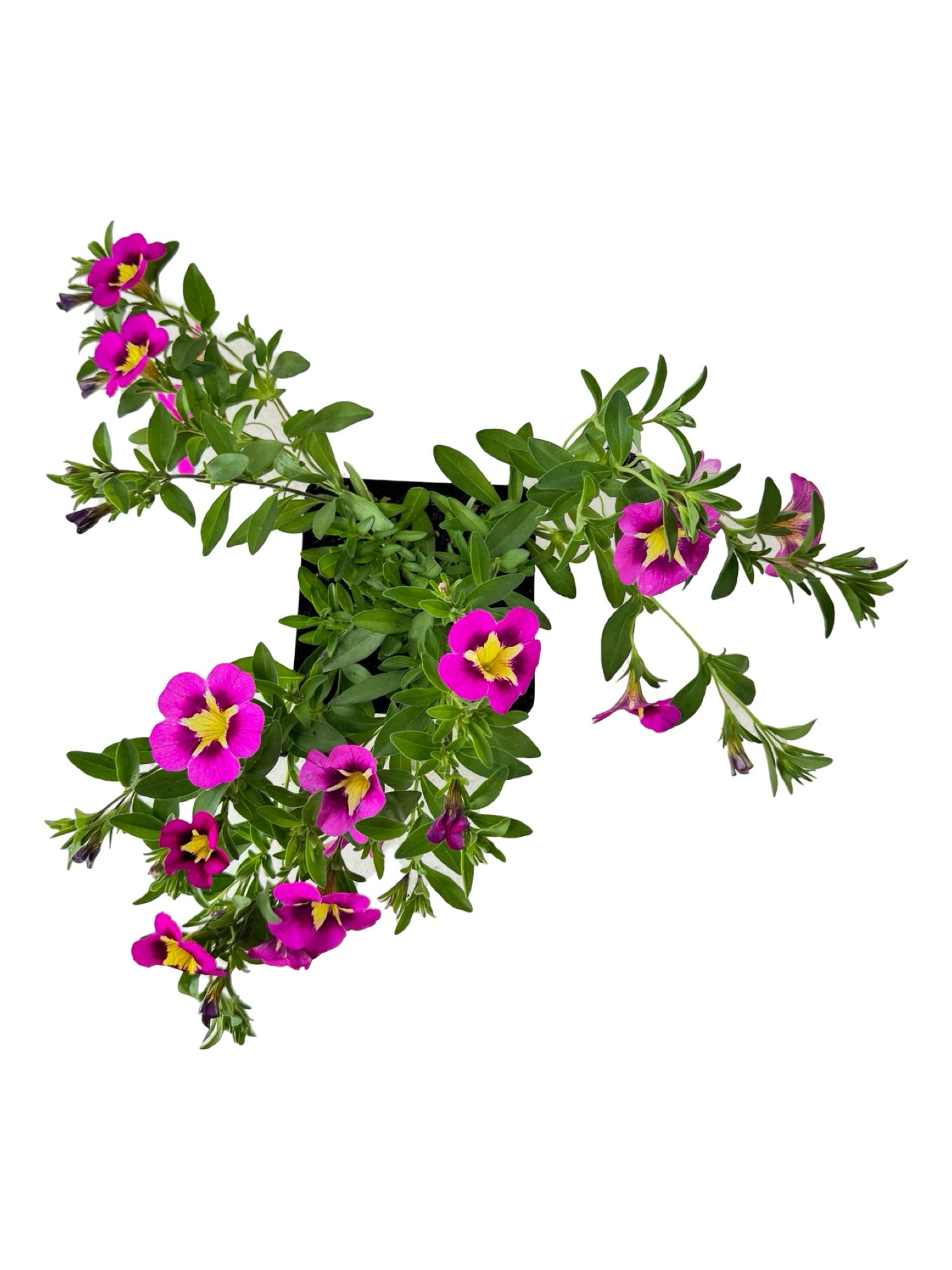 Calibrachoa Can Can 'Bumble Bee Hot Pink' - Annuals