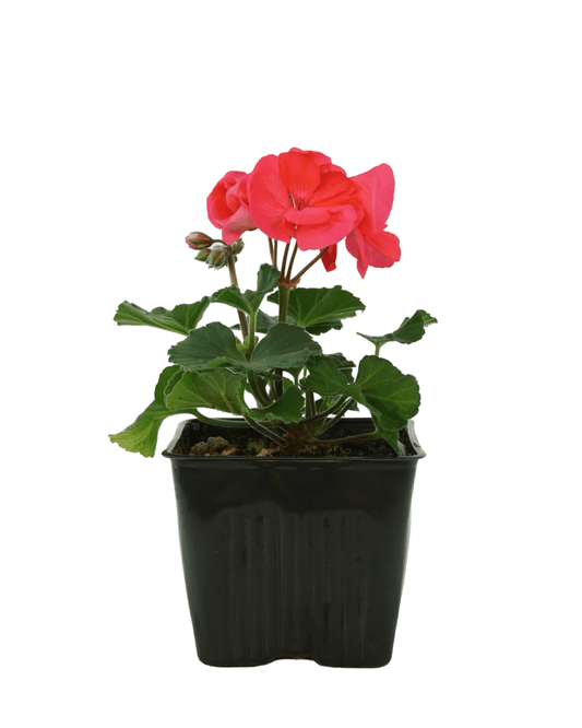 Geranium Zonal ‘Moonlight Salmon’ - The Garden Corner