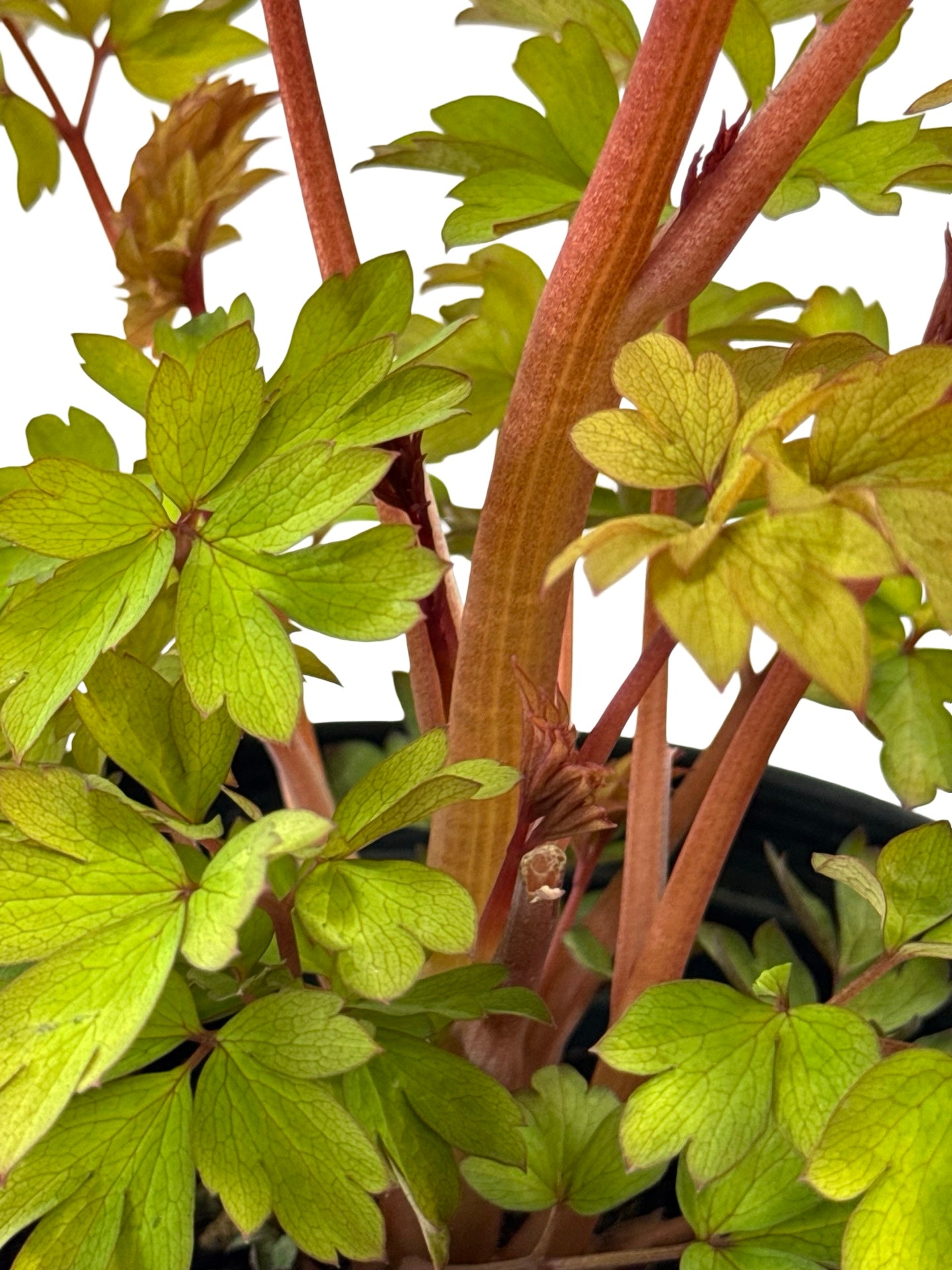 Dicentra 'Ruby Gold' - Perennials