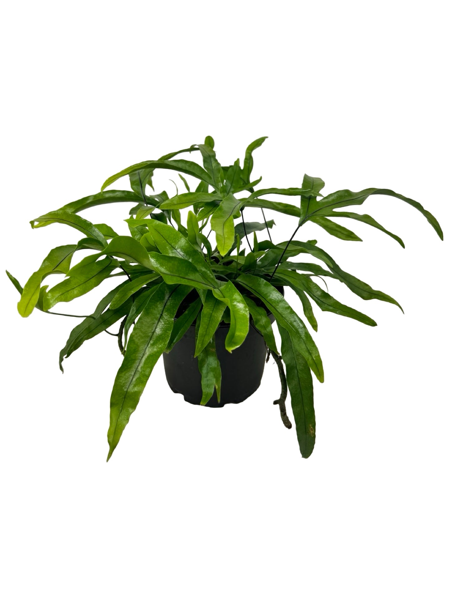 Microsorum diversifolium - House Plants