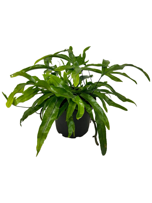 Microsorum diversifolium - House Plants