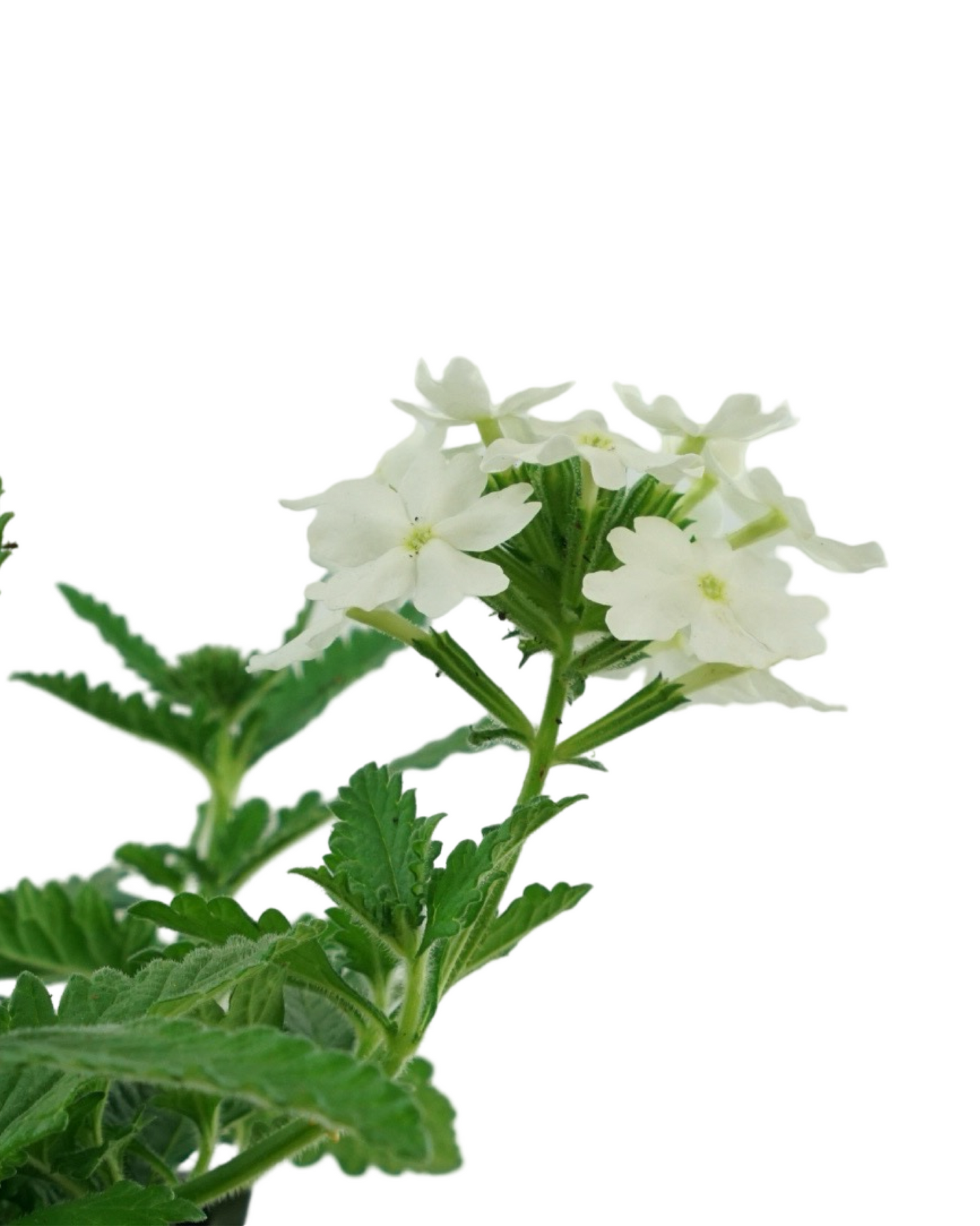 Verbena 'Firehouse White