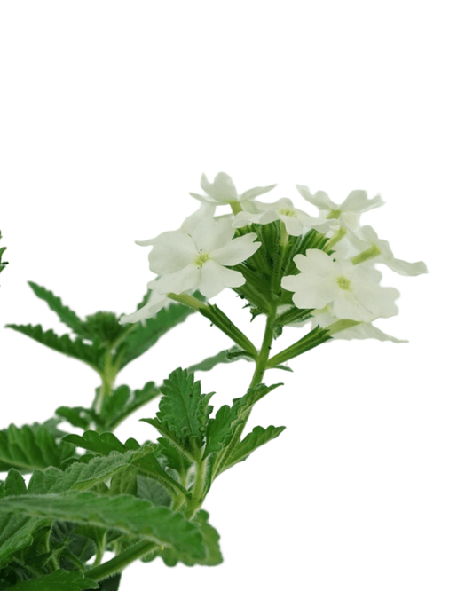 Verbena 'Firehouse White - The Garden Corner