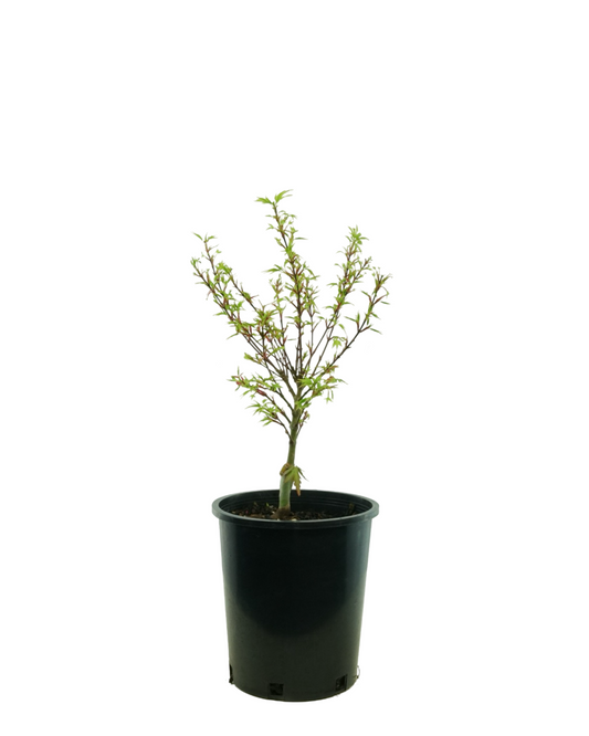 Acer palmatum 'Sharp's Pygmy'