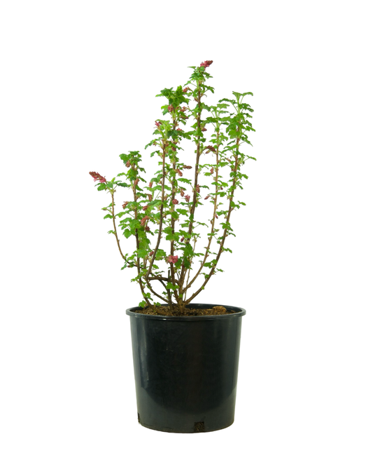 Ribes sanguineum 'King Edward VII'