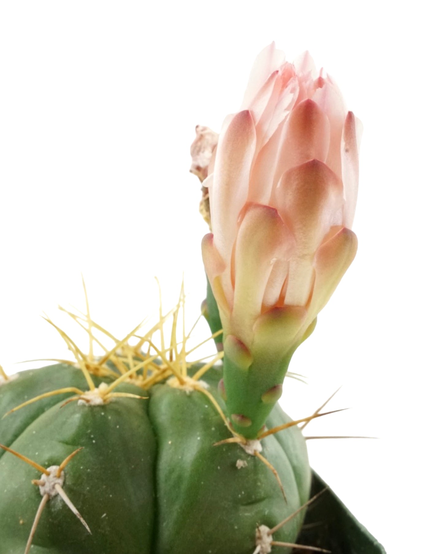 Cactus Assorted 4 Inch - Tropical Plants