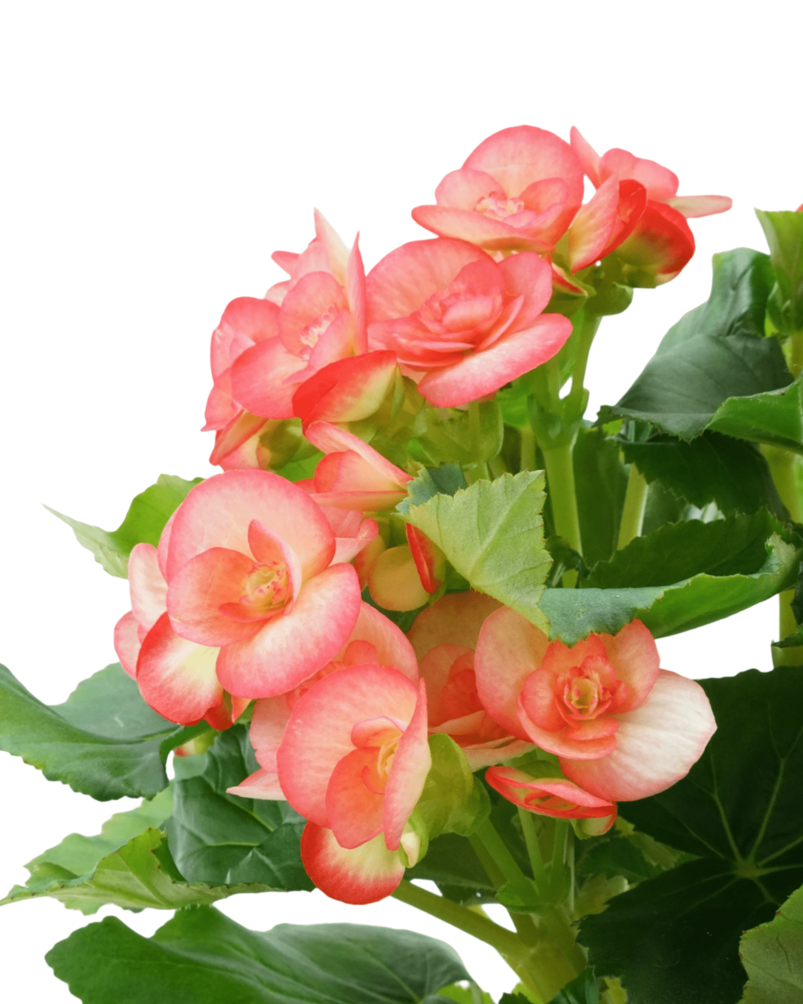 Begonia x hiemalis - The Garden Corner