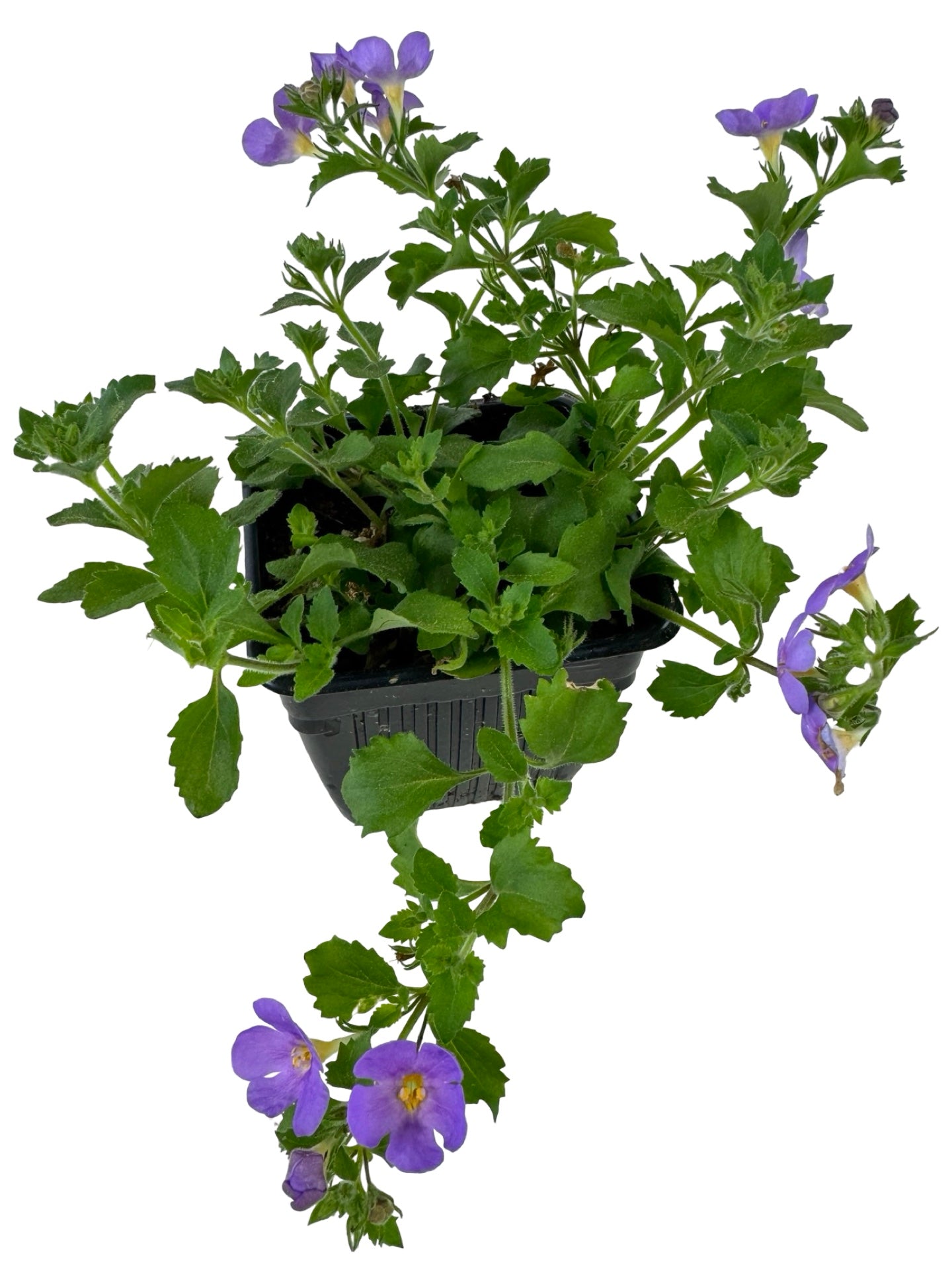 Bacopa Big Falls™ Dark Blue - Annuals
